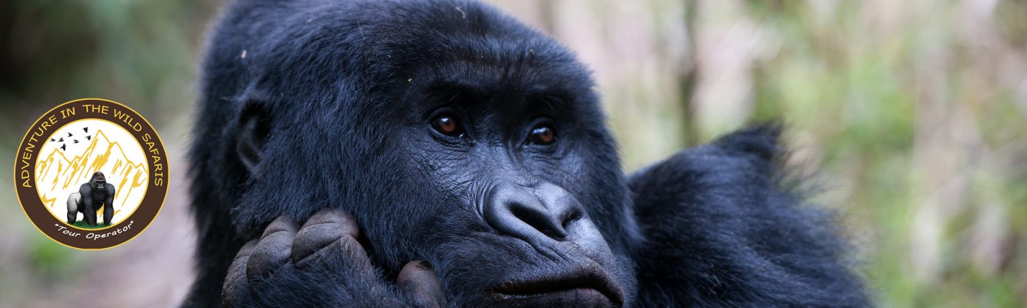Gorilla-Trekking-in-Rwanda-h