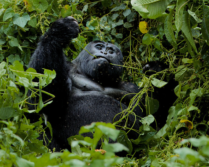 Plan Your Tailored Gorilla Trip